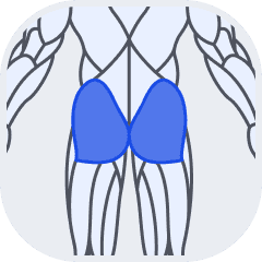 Glute muscle group icon