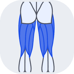 Hamstring muscle group icon