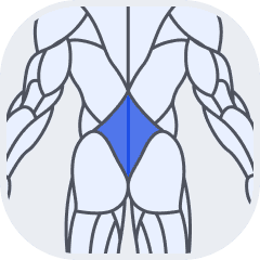 Lower Back muscle group icon