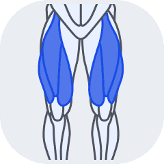 Quadriceps muscle group icon