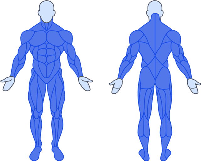 Full Body muscle group anatomy diagram